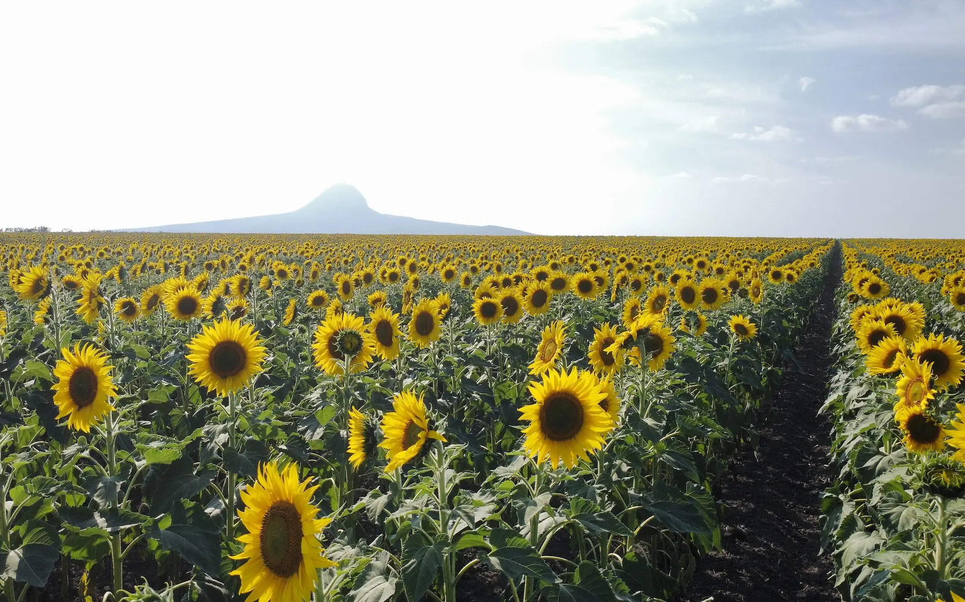 El Campo de Girasoles Betty en González, Tamaulipas ya abrió este enero de 2024 Vladimir Meza (1)